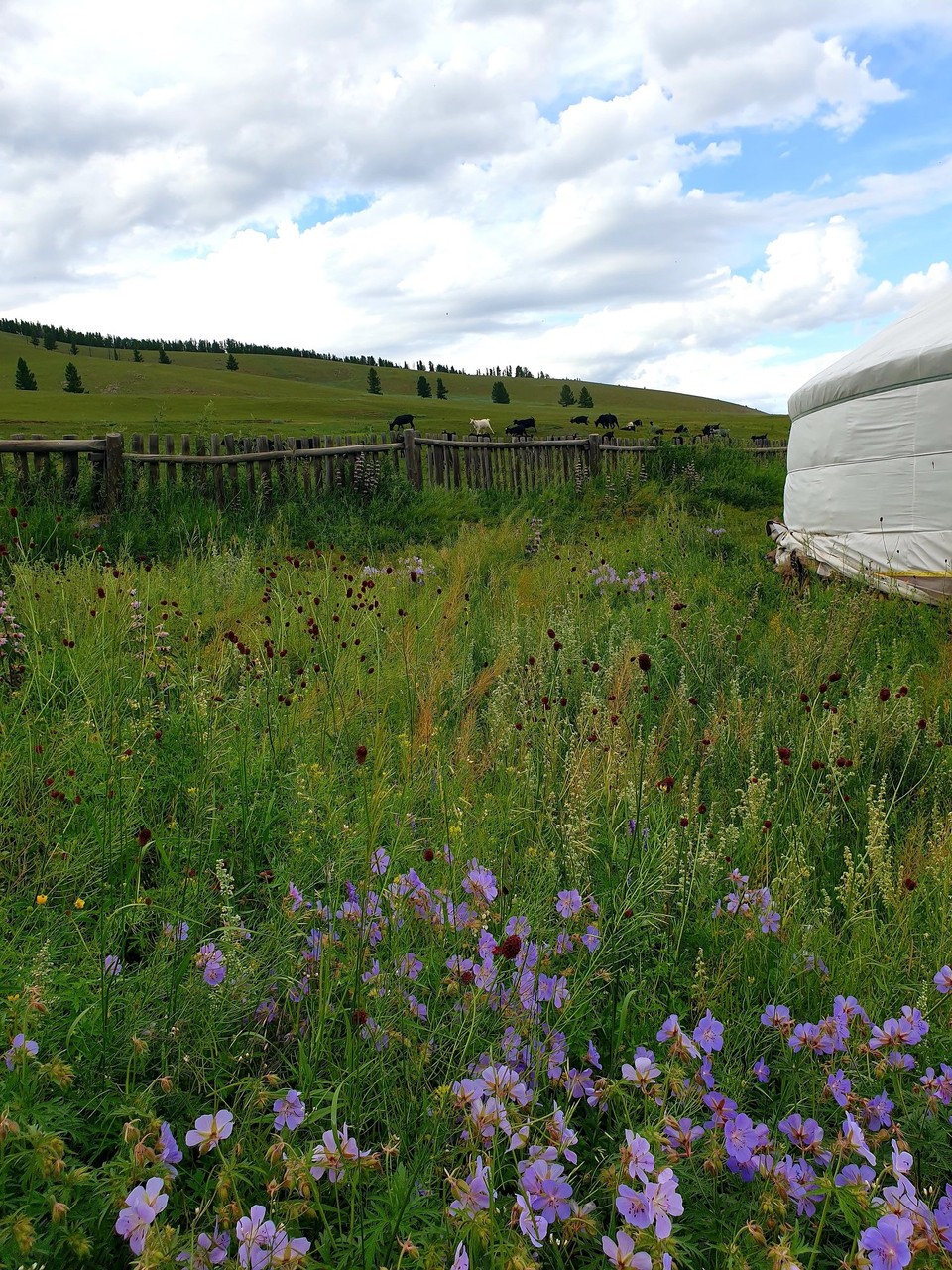 Mongolia - Kharkhorin - View from the Ger - Tsenkher hot springs