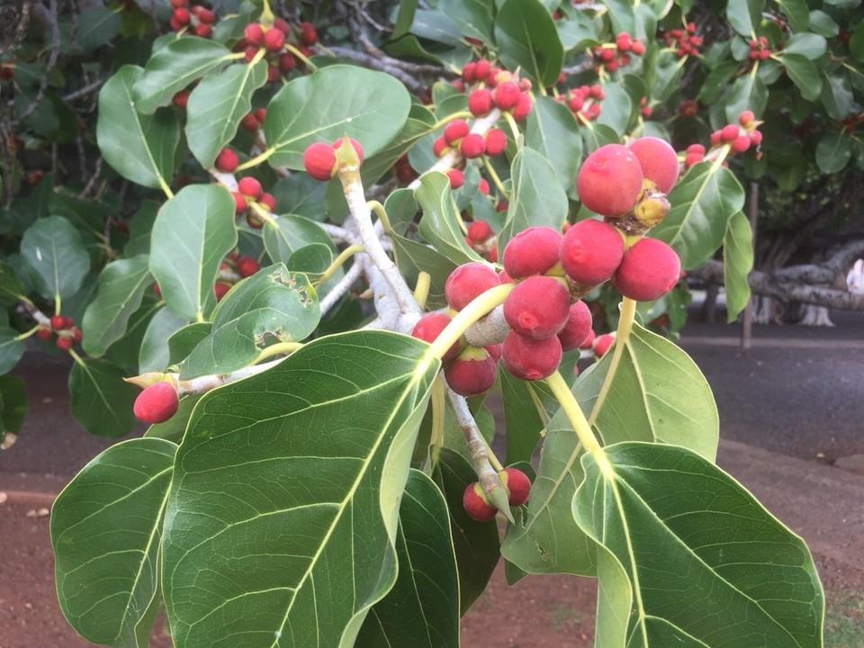 Vereinigte Staaten - Napili-Honokowai - Früchte und Blätter des Banyan Trees