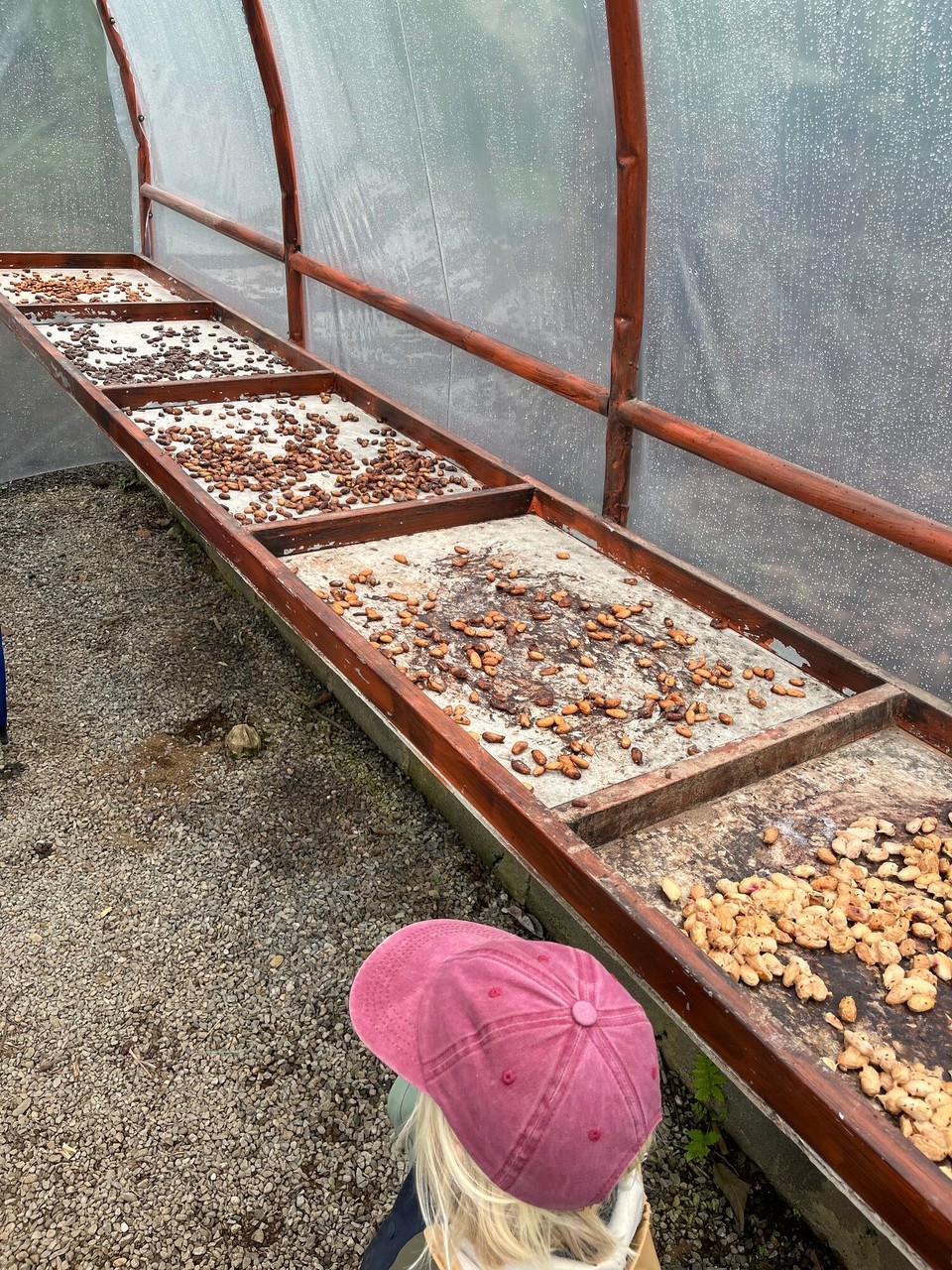Costa Rica - La Fortuna - Fermentierungsprozess mit Hilfe von Insekten.