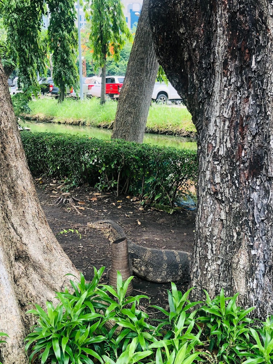 Thailand - Bangkok - Malaieneidechse (sieht aus wie ein Waran) - die gab es in dem Park sehr oft 