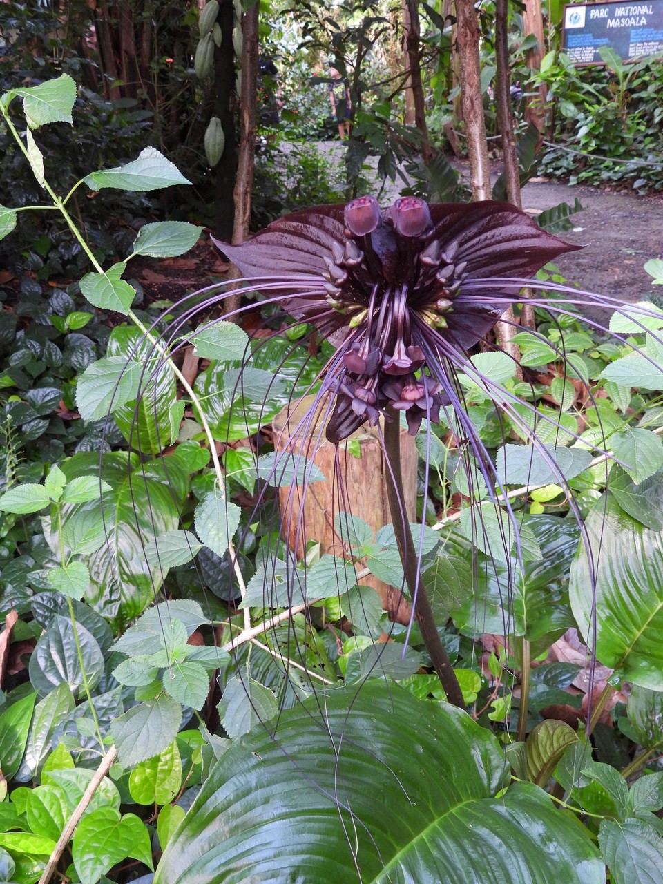 Madagaskar - unbekannt - 