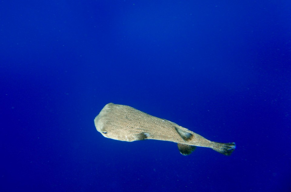 Ägypten -  - Diese Kugelfische sind einfach witzig und neugierig.