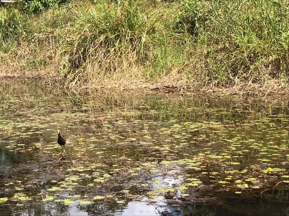 Costa Rica - San Carlos - 