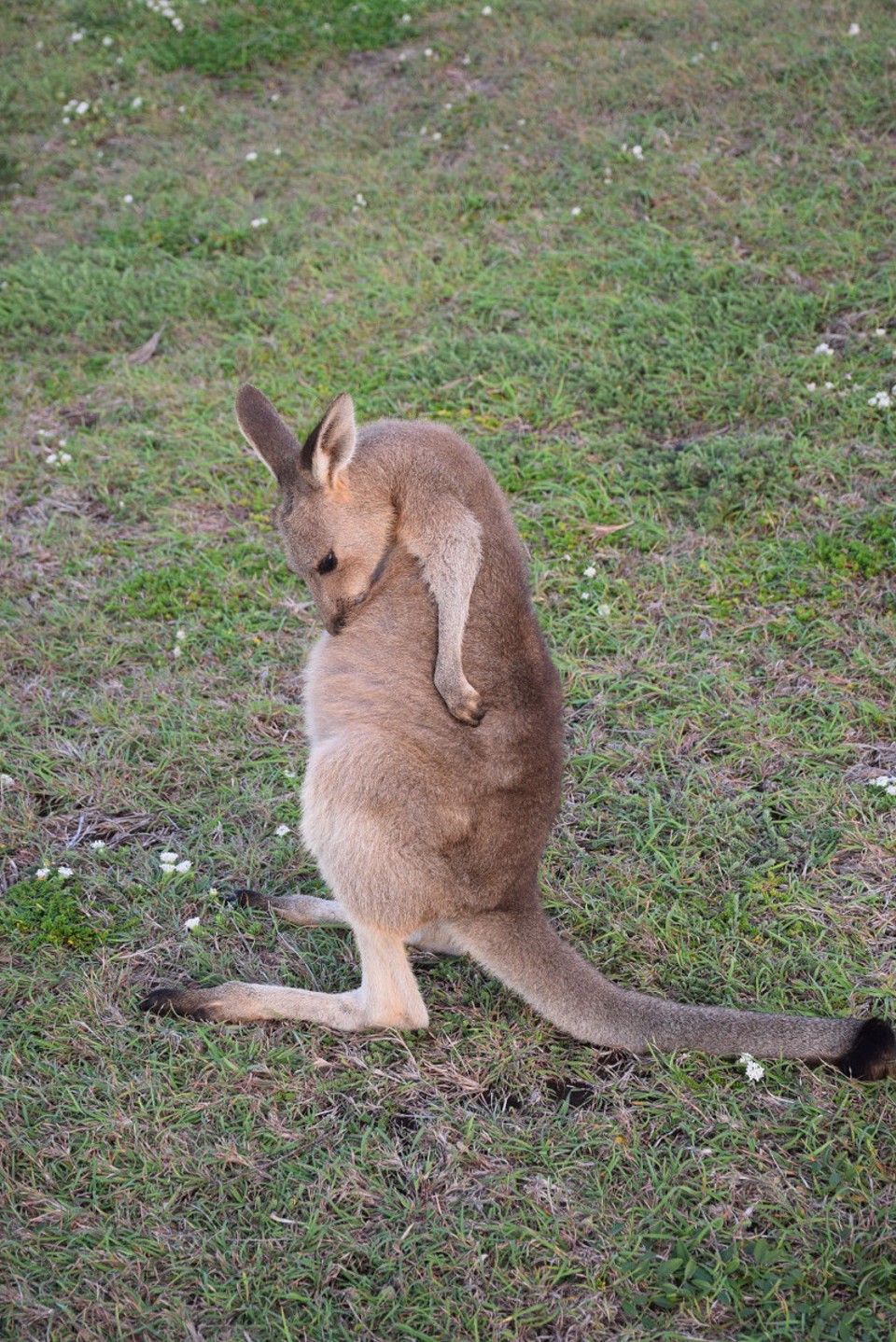 Australien - Coffs Harbour City - Fellpflege ist mir wichtig!