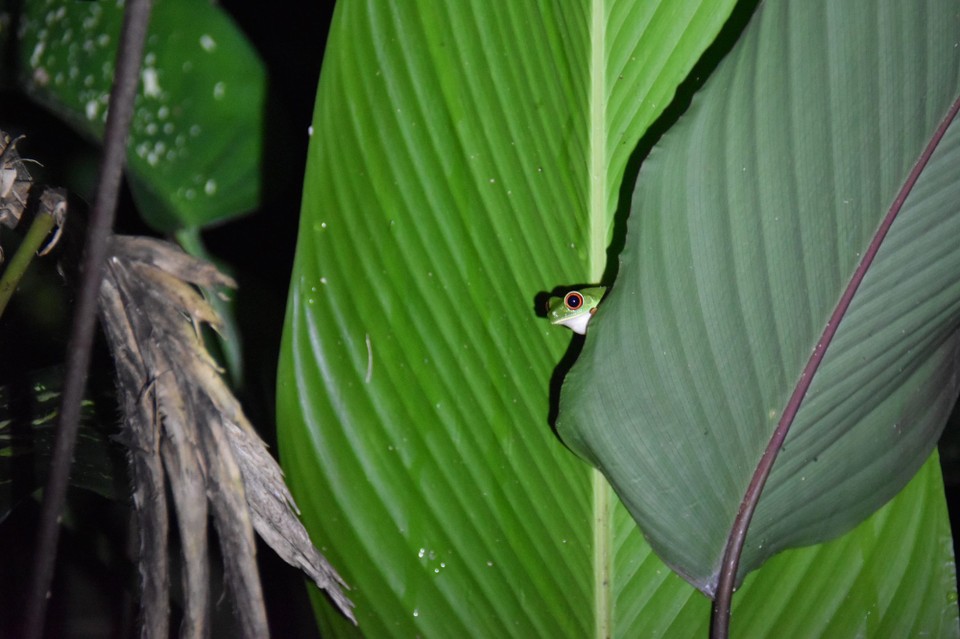 Costa Rica - La Fortuna - Wer stört denn dort schon wieder? Ach die Breuers kommen...