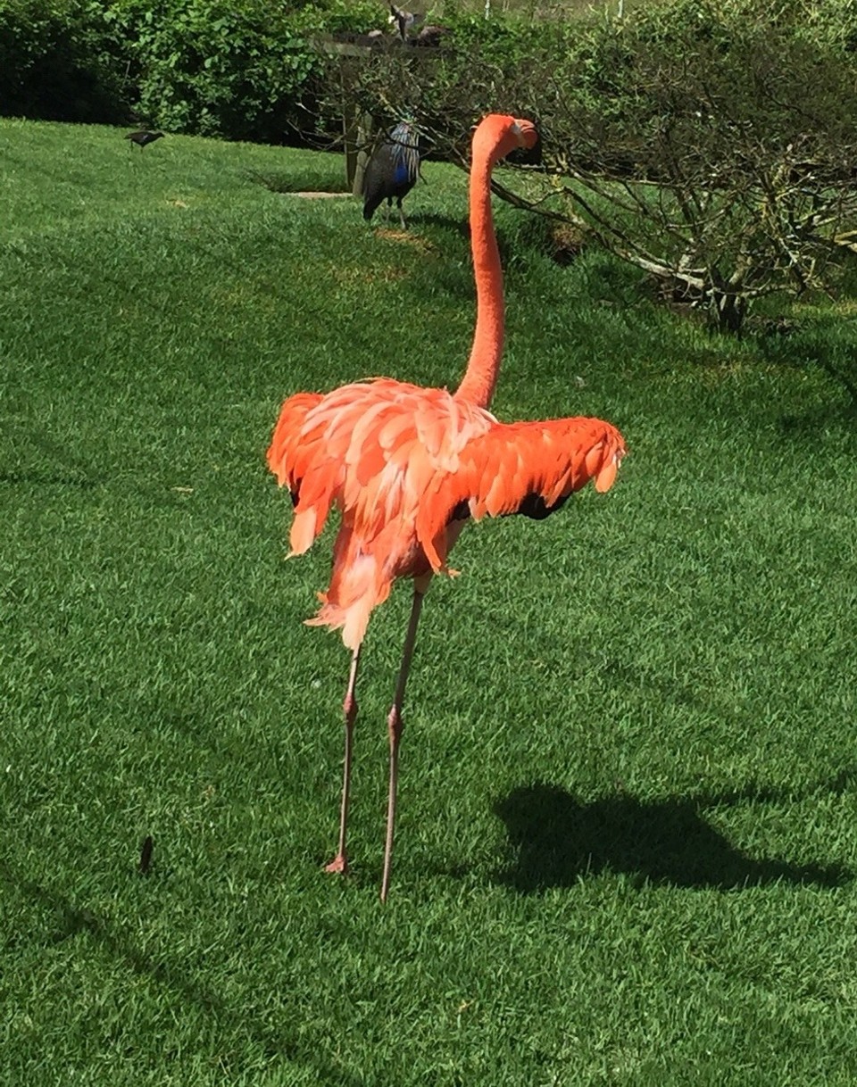 Südafrika - Plettenberg Bay - Bird of Eden