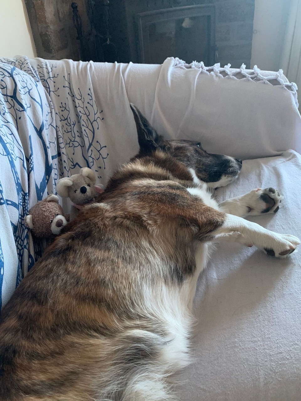 Vereinigtes Königreich - Huntly - O di zwöi Plüschis vom Manuel gniiiiieessses👍, jetz grad wohlig warm bi dr Ruby.