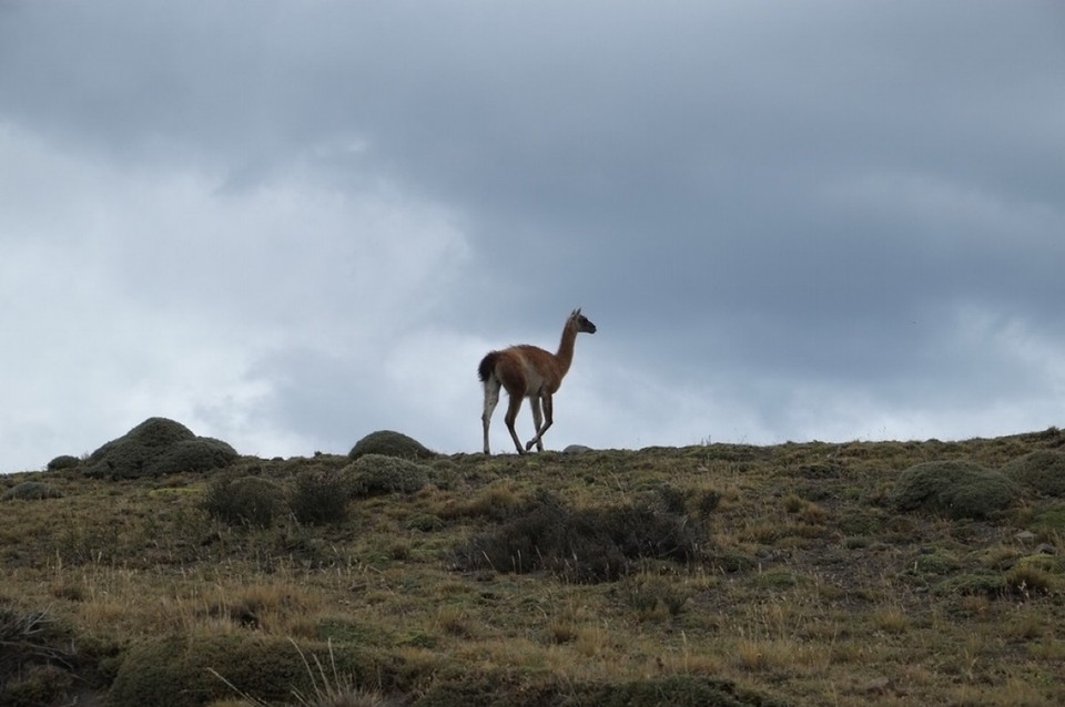 Chile - Torres del Paine - One of a lot of Guanacos we saw in the National Park