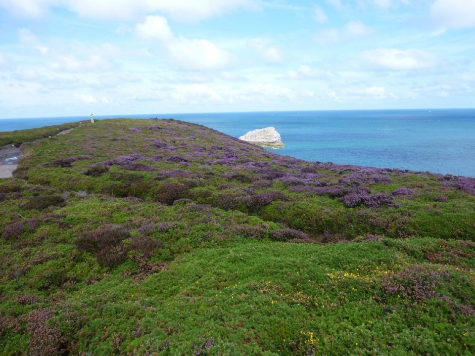 Frankreich - St. Malo, Cap Fréhel - Heidefelder