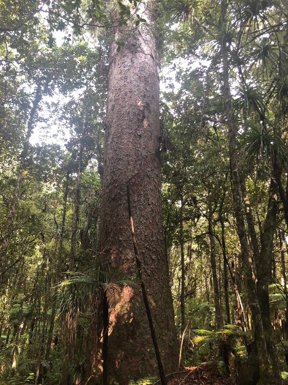 Neuseeland - Kaihu - Unglaubliche Giganten, die Kauri Trees