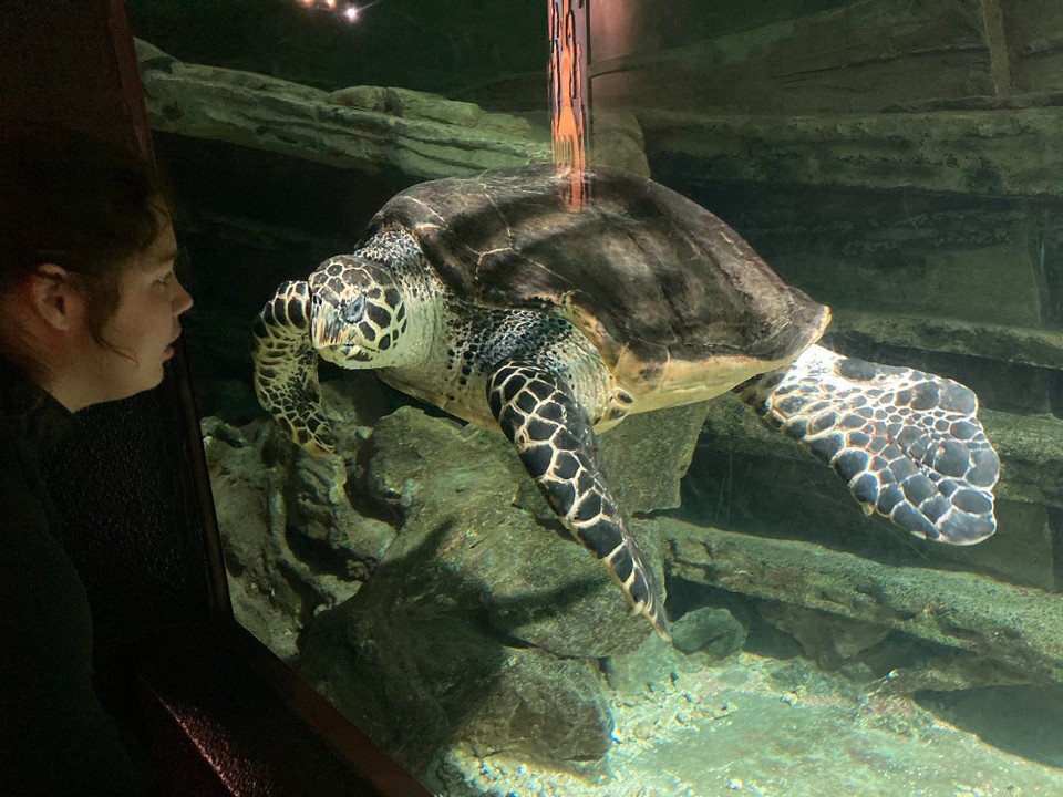 Neuseeland - Napier - 