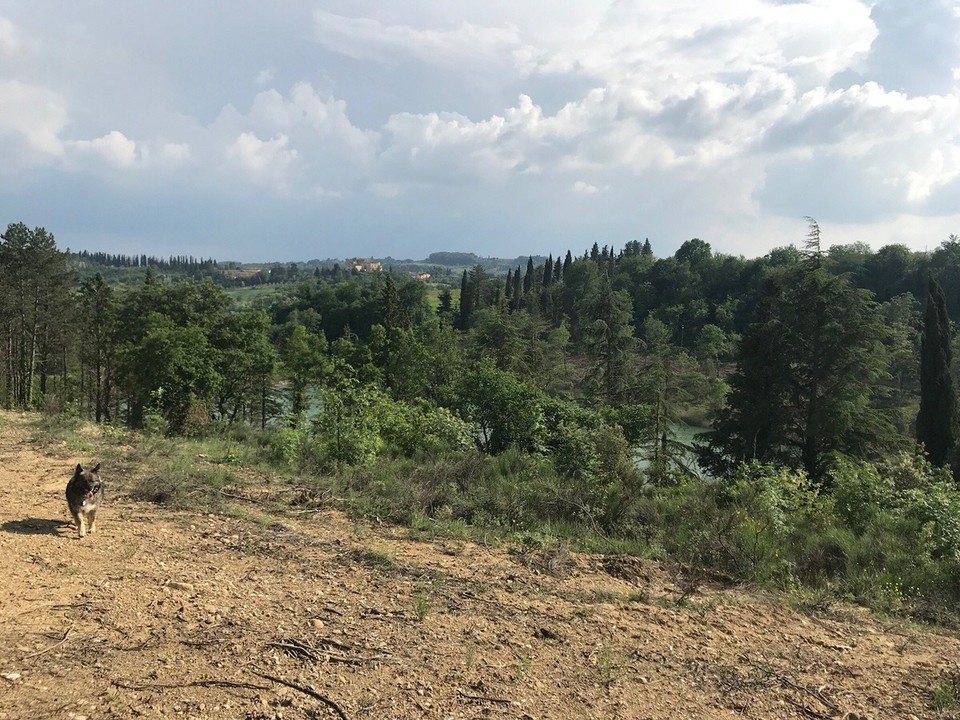 Italien - Ponte a Bozzone - …zurück ging es durch den Wald...