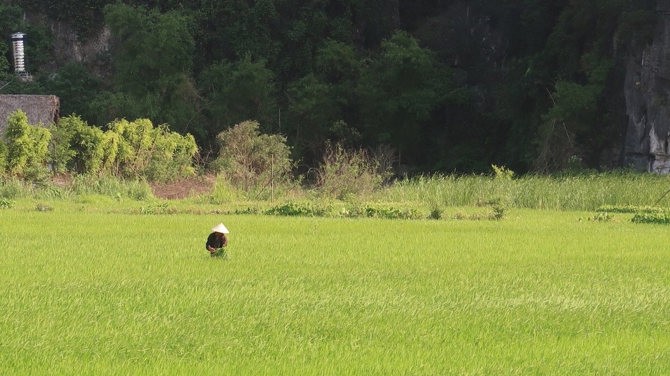 Vietnam - Ninh Bình - Immer fleißig auf dem Reisfeld...