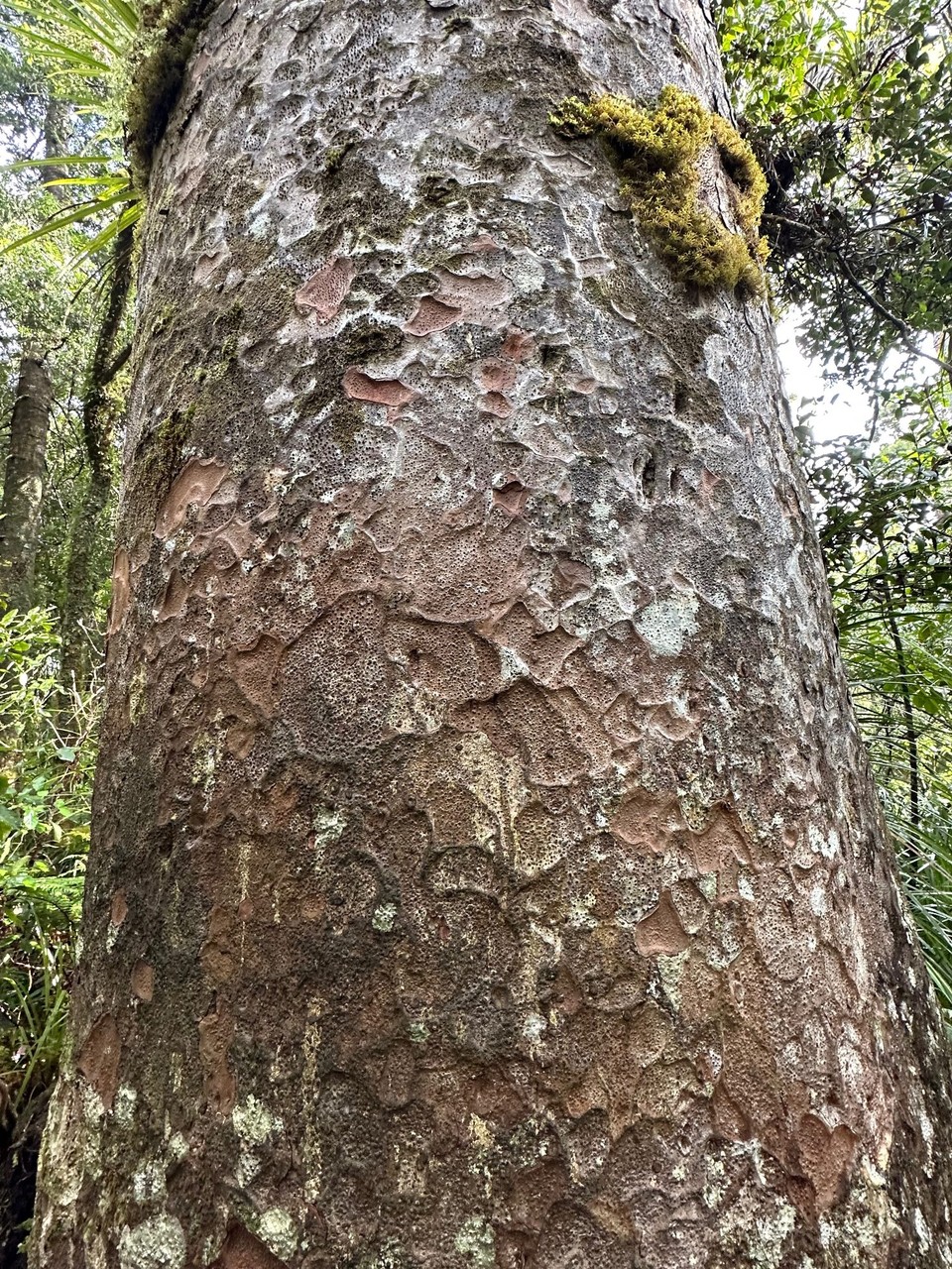 Neuseeland - Waimamaku - Ein großer Kauri Tree