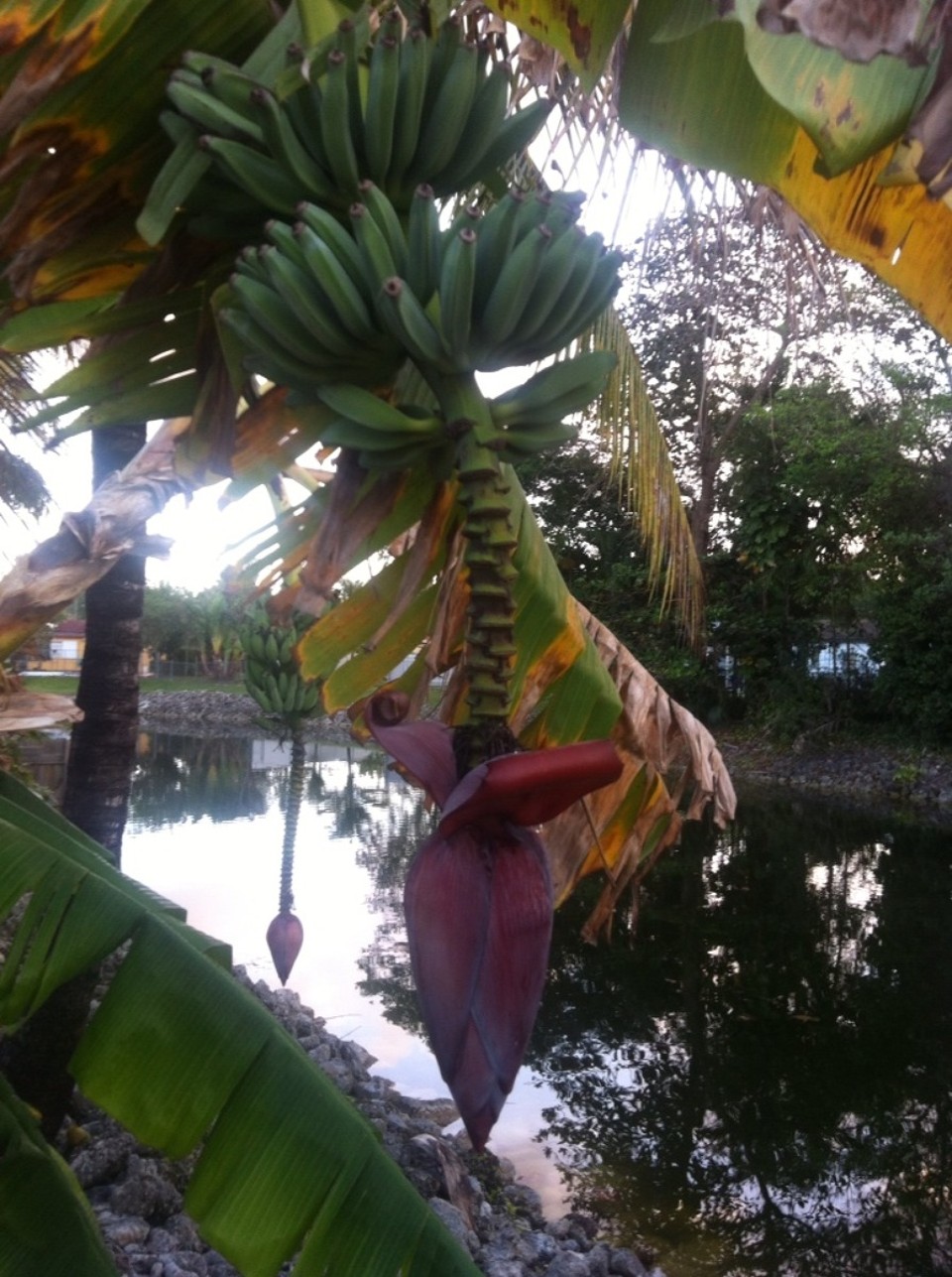 Egyesült Államok - Coral Terrace - 