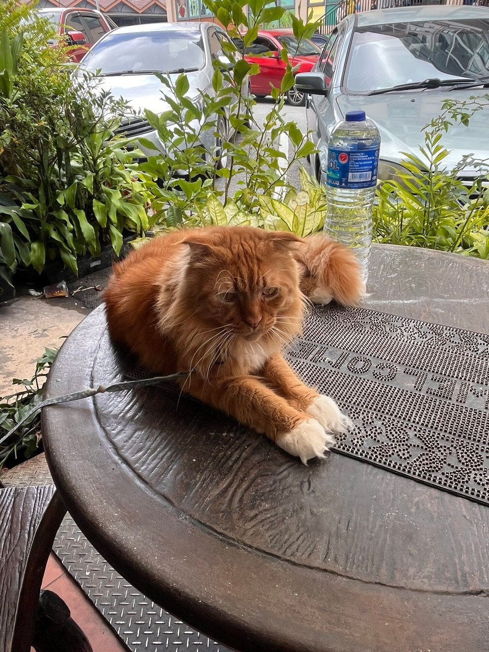 Malaysia - Tanah Rata - 