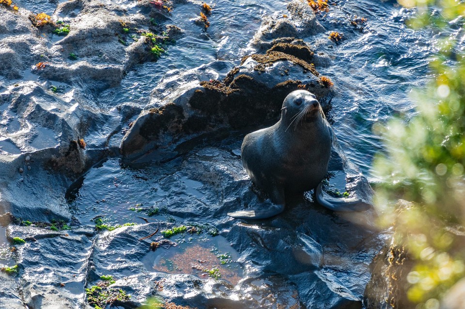 Neuseeland - Moeraki - 