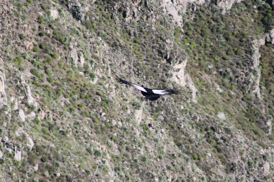 Peru - Chivay - riesige Tiere