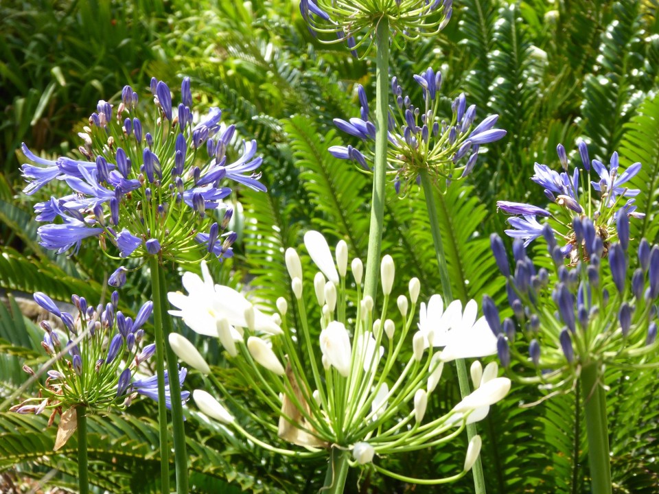 United Kingdom - Isles Of Scilly - 