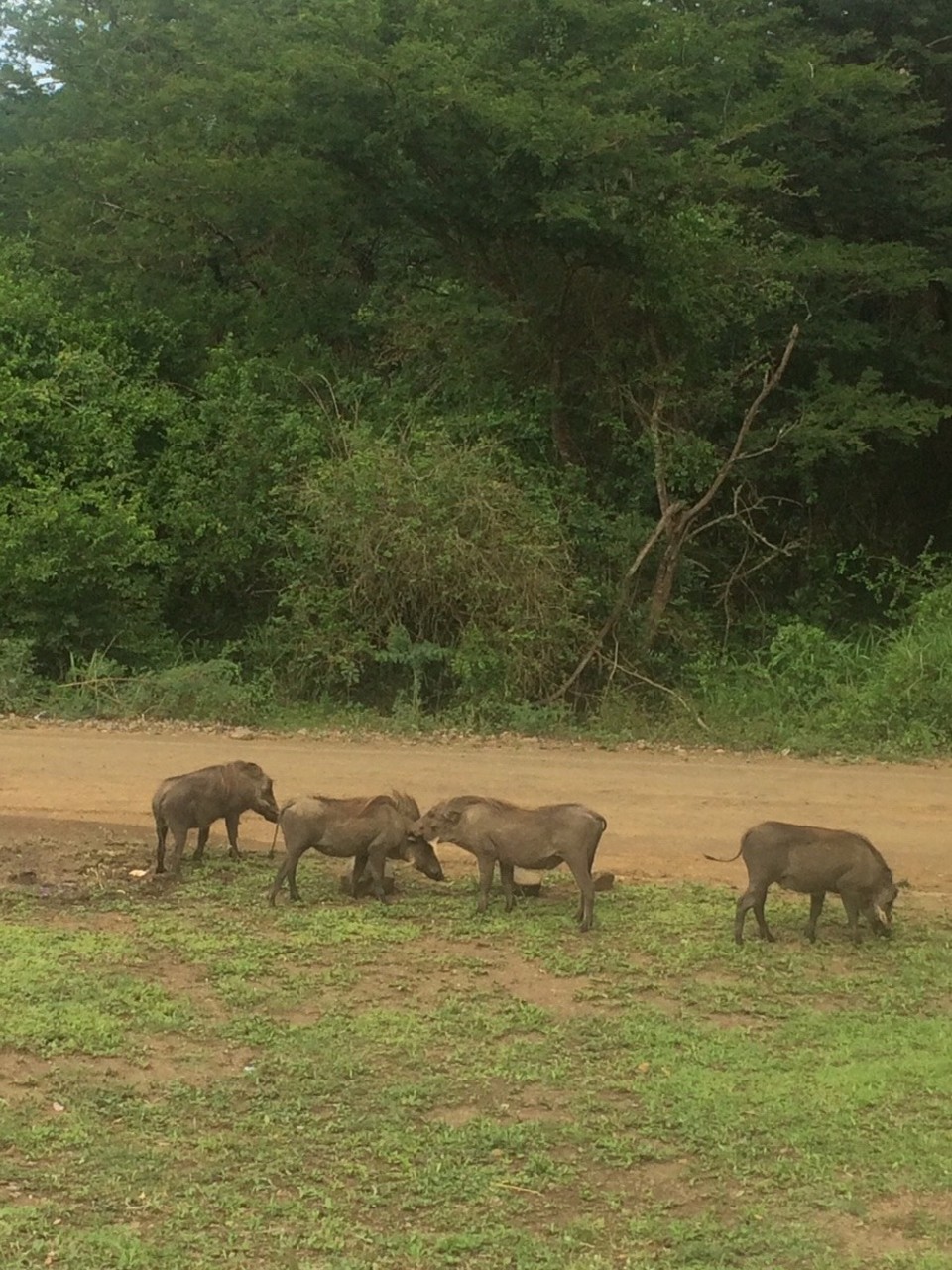 Südafrika -  - 