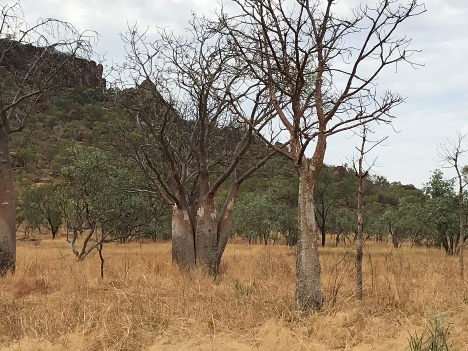 Australien - Fitzroy Crossing - Erstaunliche Bäume am Wegesrand 