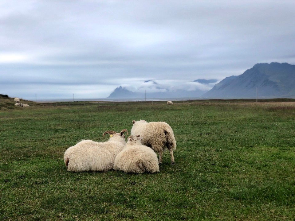 Island - Sveitarfélagið Hornafjörður - Probiere ich doch noch mein Glück bei diesen drei Damen... Hallo! Lust auf eine Fotosession?