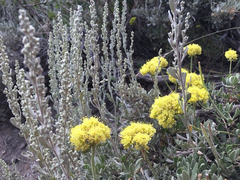USA - Bishop - Ok genießt die Bilder einfach ohne meine blöden Kommentare 
