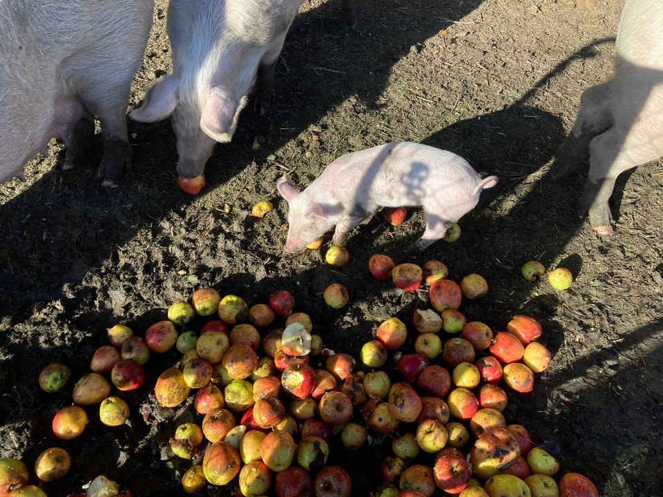 Neuseeland - Ward - … die bei uns heruntergefallenen Äpfel für die Schweinchen abzuliefern 😃