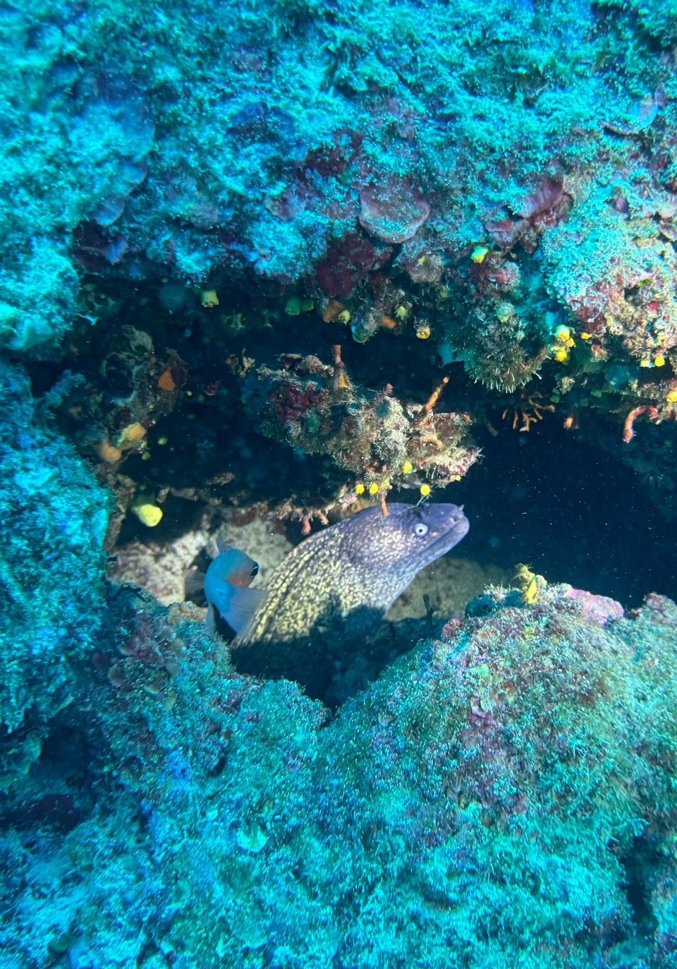 Italien - Capoliveri - Die Mittelmeermuräne