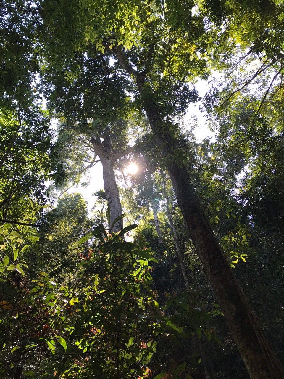 Thailand - Mae Wang - Jungle trek