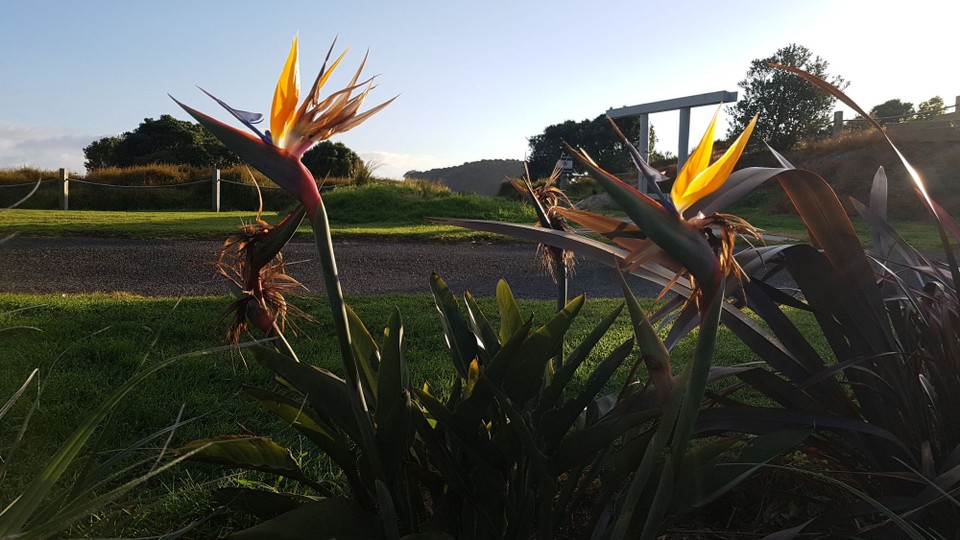 Neuseeland - Hahei - Spring time 