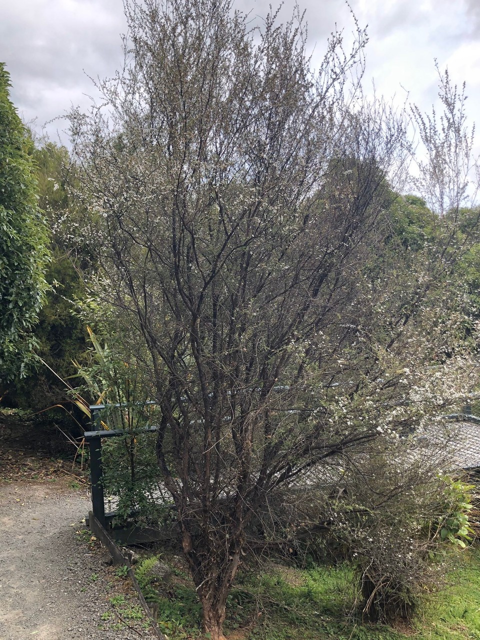 Neuseeland - Bay View - Manuka-Baum