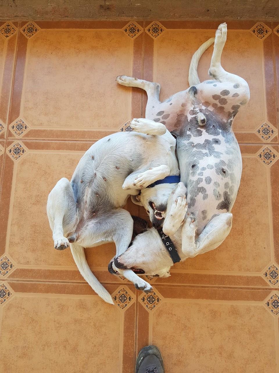 Nicaragua - Dipilto - Macho y Maja, zwei Hundegeschwister