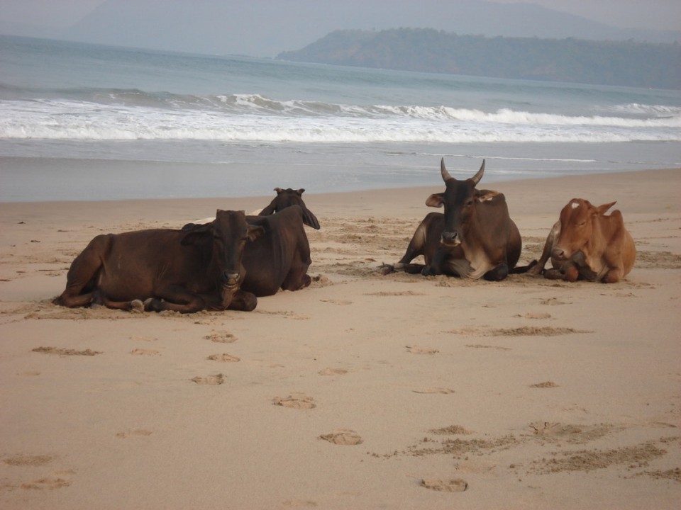 Indien - Agonda - 