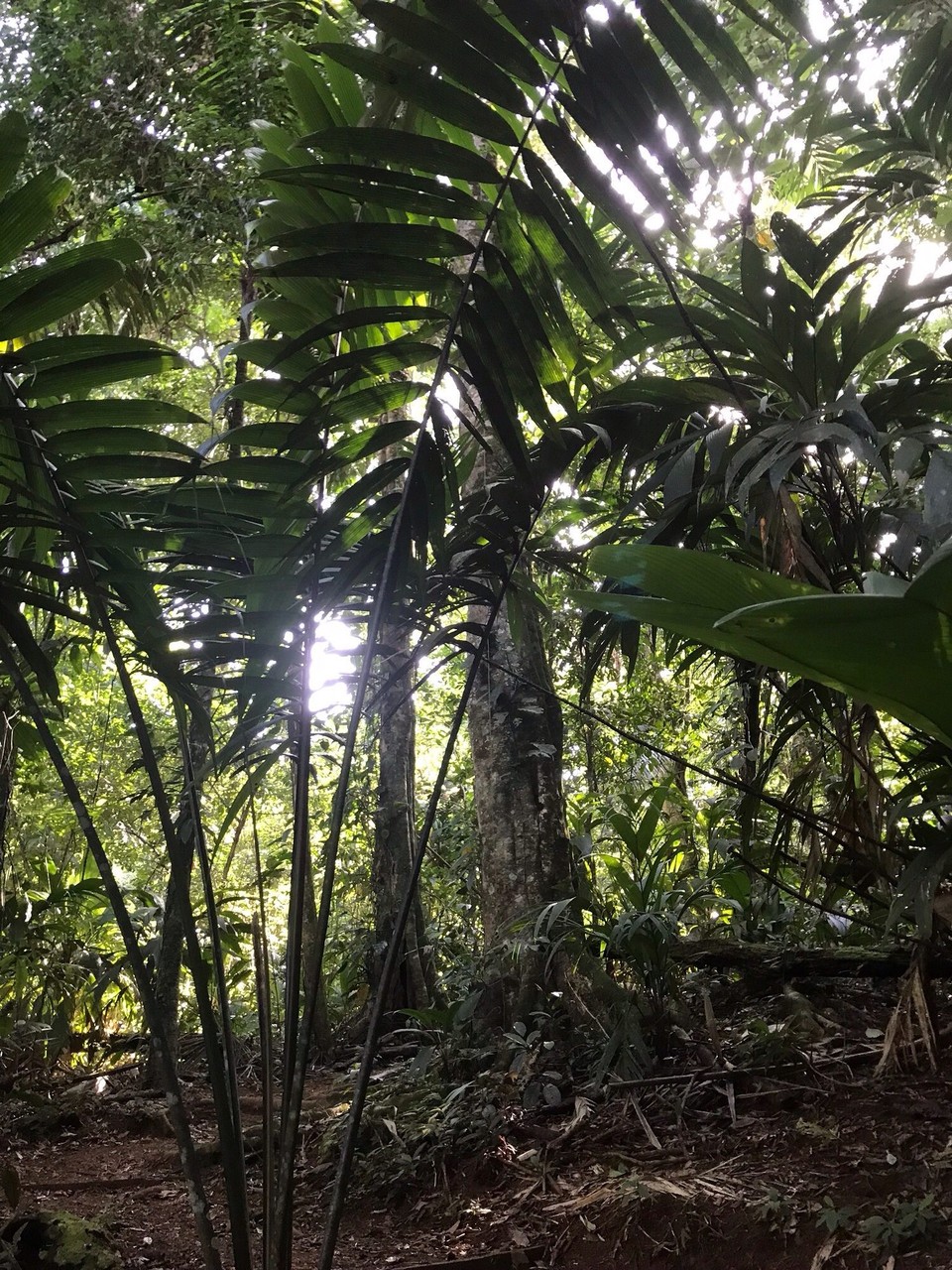 Costa Rica - San Carlos - 