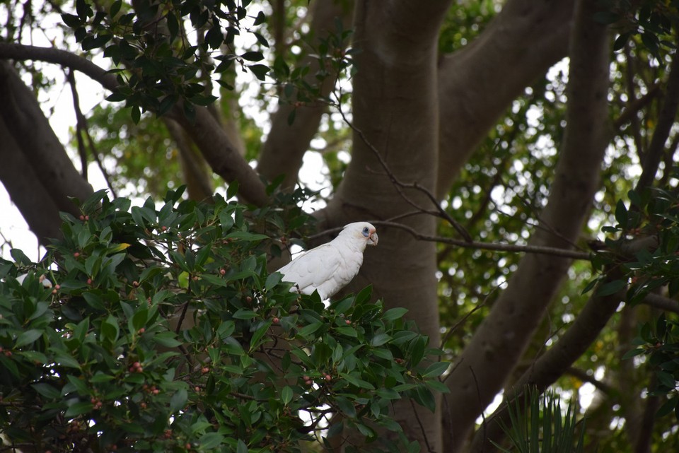 Australien - Port Macquarie - Kakadu in einem Park in Forster