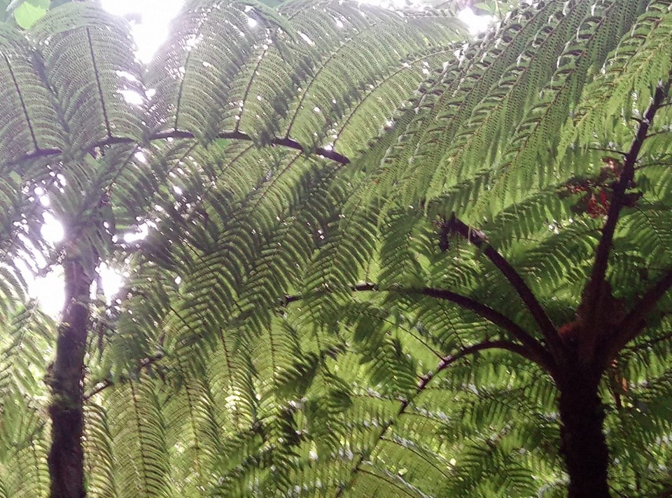 Panama - Boquete - 
