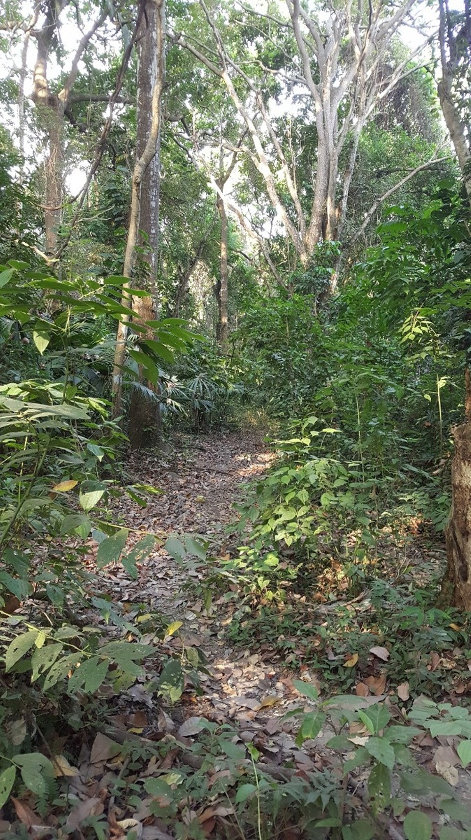 Kolumbien - Parque Nacional Natural Tayrona - Der Weg zurück ging deutlich schneller. Keine Menschenseele vor oder hinter mir. Da dreht man sich bei den vielen intensiven Geräuschen doch das ein oder andere mal besorgt um😁 Ich musste meinen Weg immer mit der "Maps me" App korrigieren um mich nicht zu verlaufen oder riesige Umwege zu gehen.
Der Tayrona Nationalpark ein absolutes Muss wenn man in der Gegend ist.