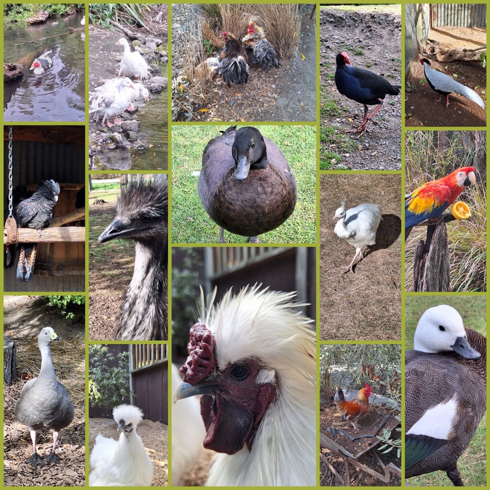 Neuseeland - Christchurch - Willowbank Wildlife Reserve