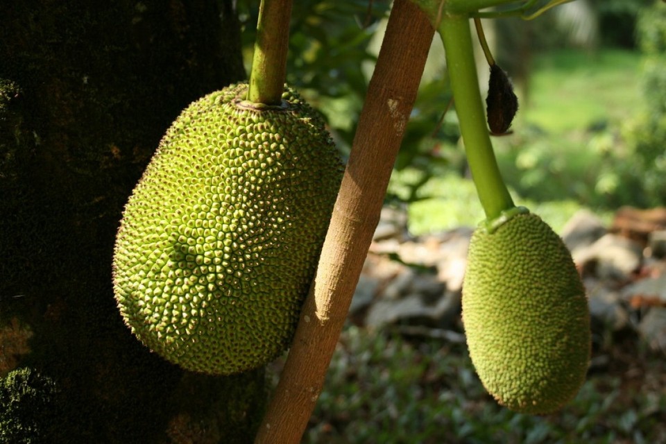 Sri Lanka - Yattapatha - Pelawatta - 