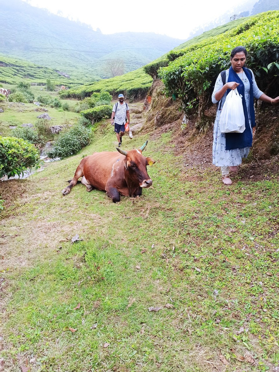Indien - Suryanelli - 