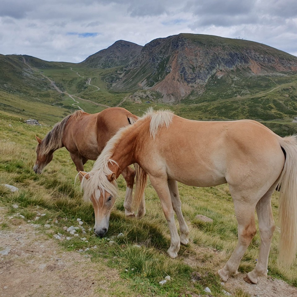 Italien - Meran - Hier oben treffen wir auf Haflinger, sie sind ja hier Zuhause.