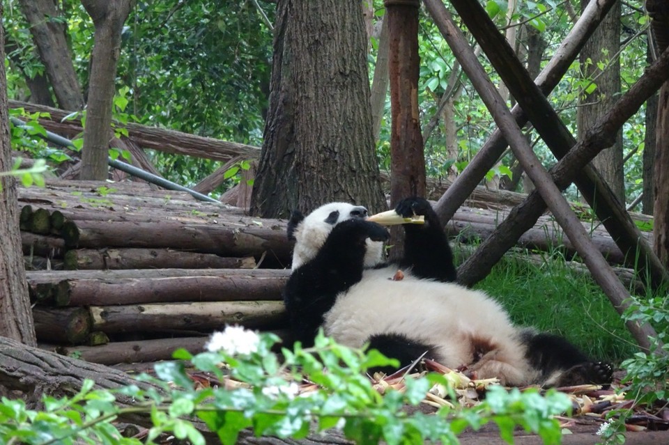 China - Chengdu - 