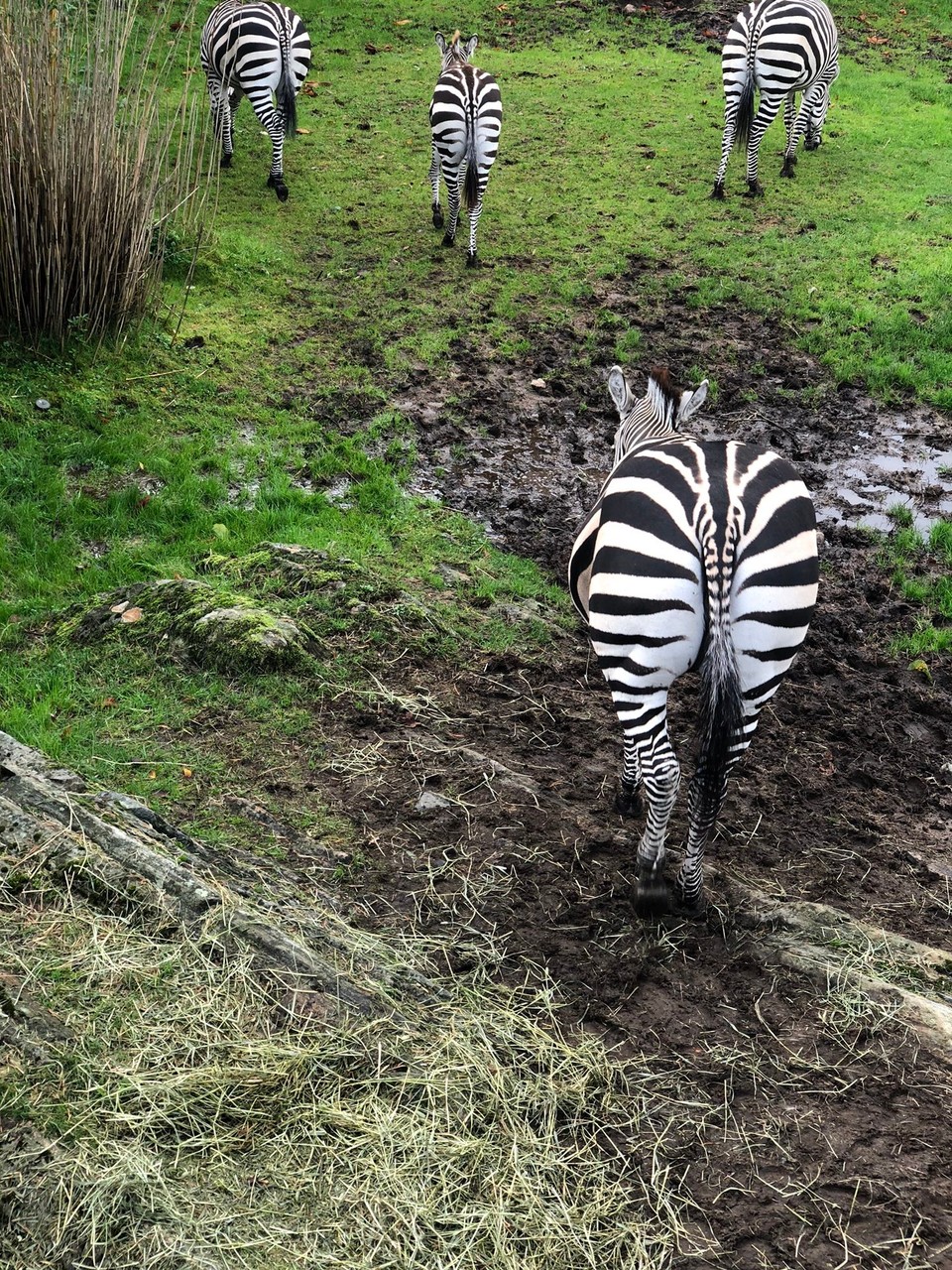 Norway - Kristiansand S - • Zebra • 🦓