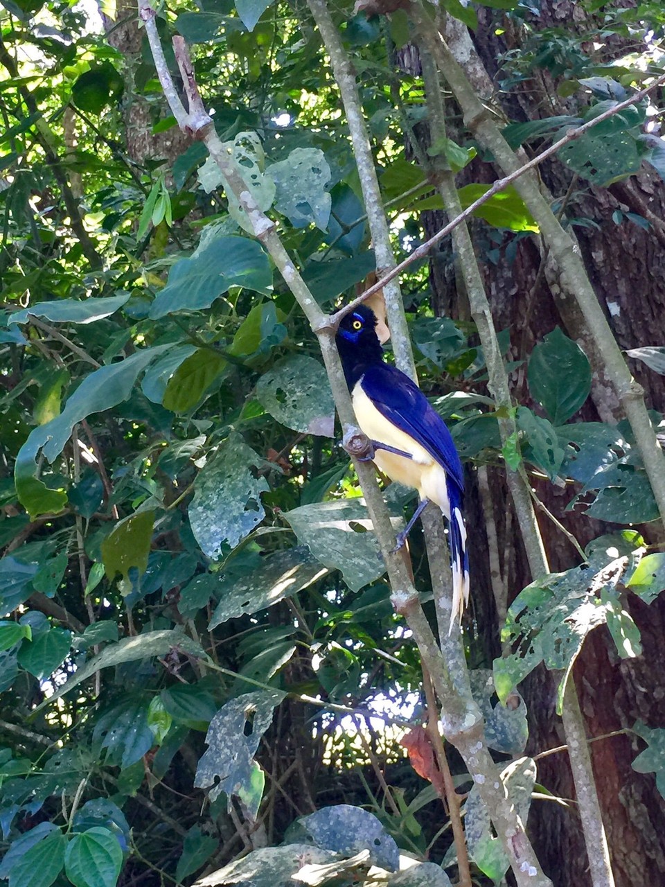 Brasilien - Foz do Iguaçu - Vogelparadies im Dschungel der Wasserfälle