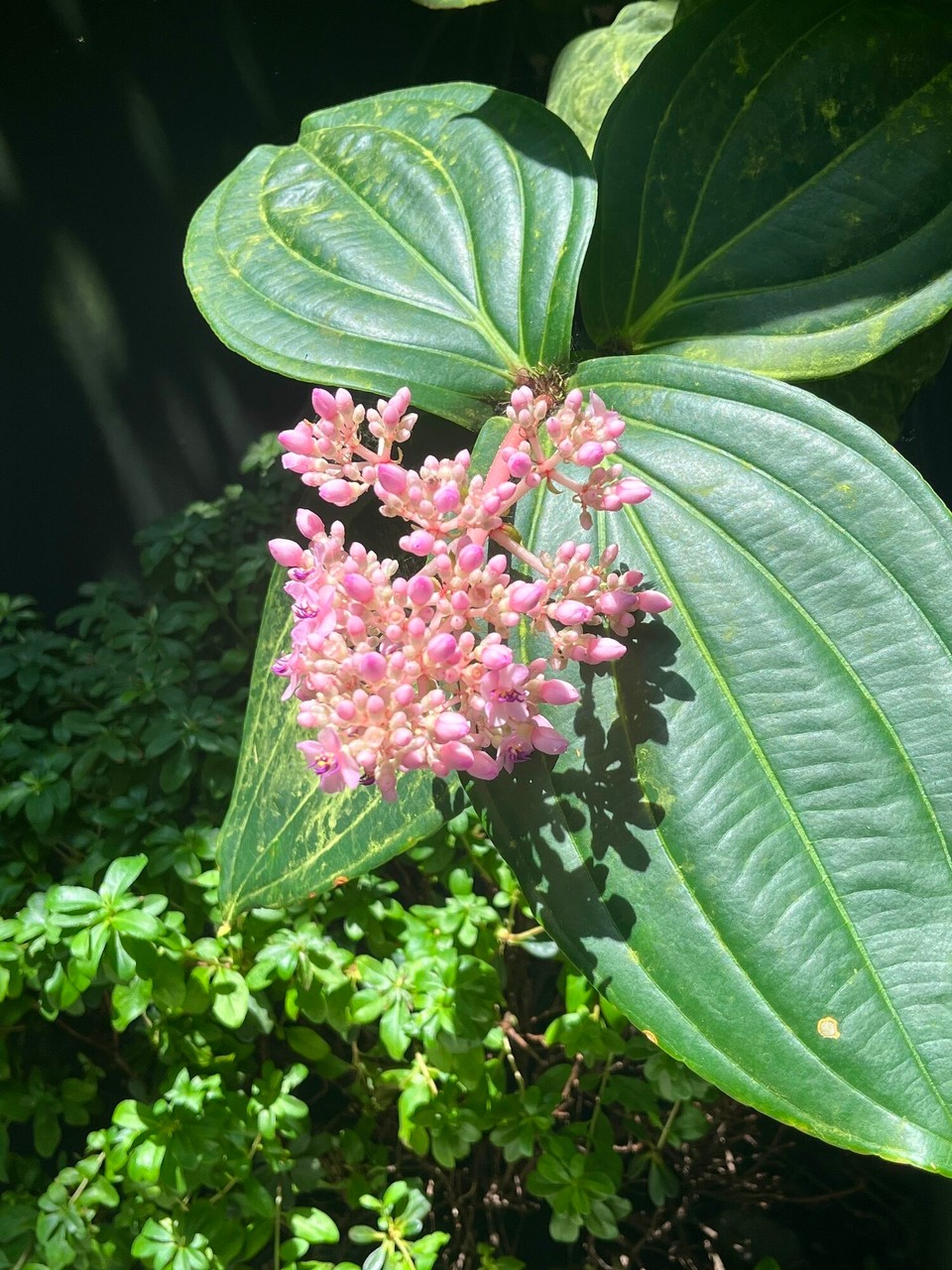 Singapur - Singapur - 