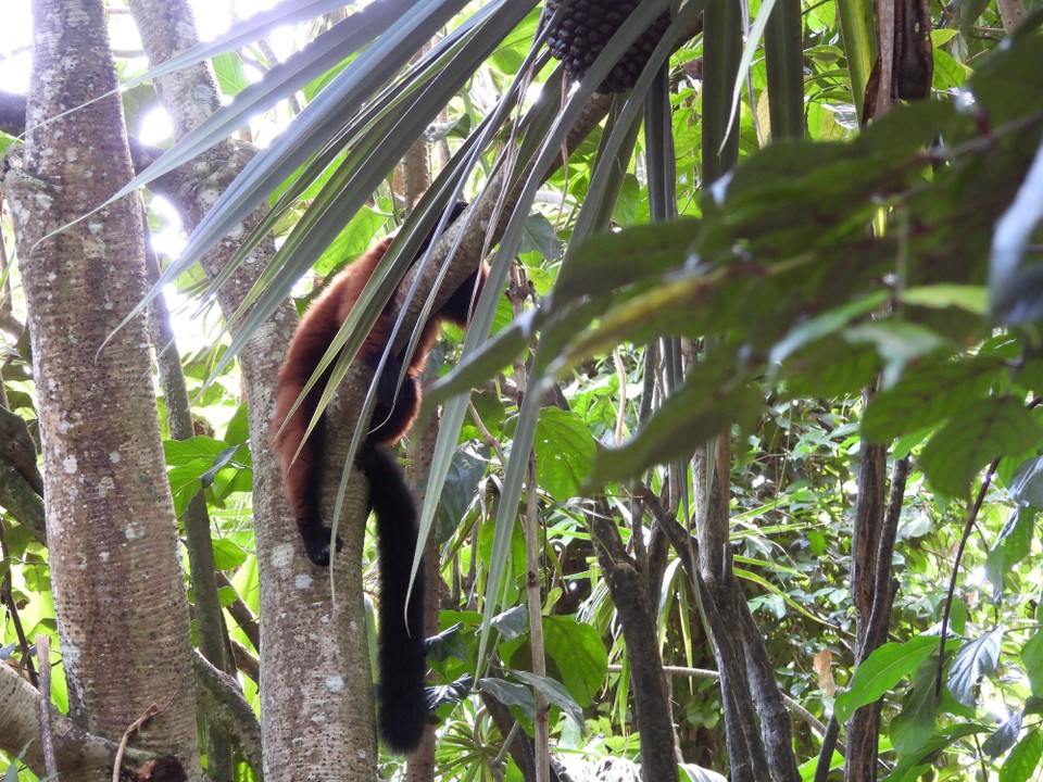 Schweiz - Zürich - Mit dem Zoom das Fellbündel näher holen....