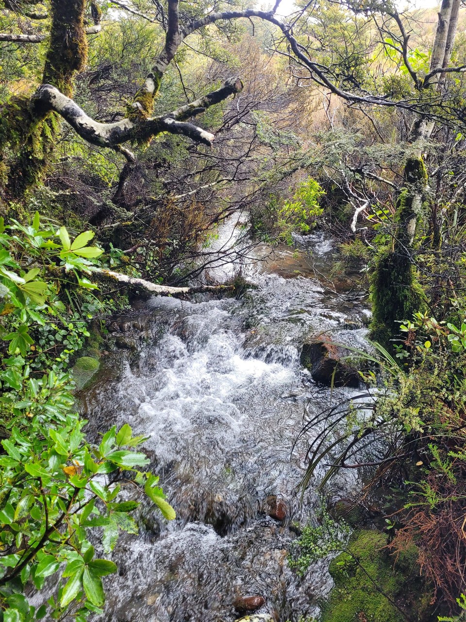 Neuseeland - Tongariro-Nationalpark - 