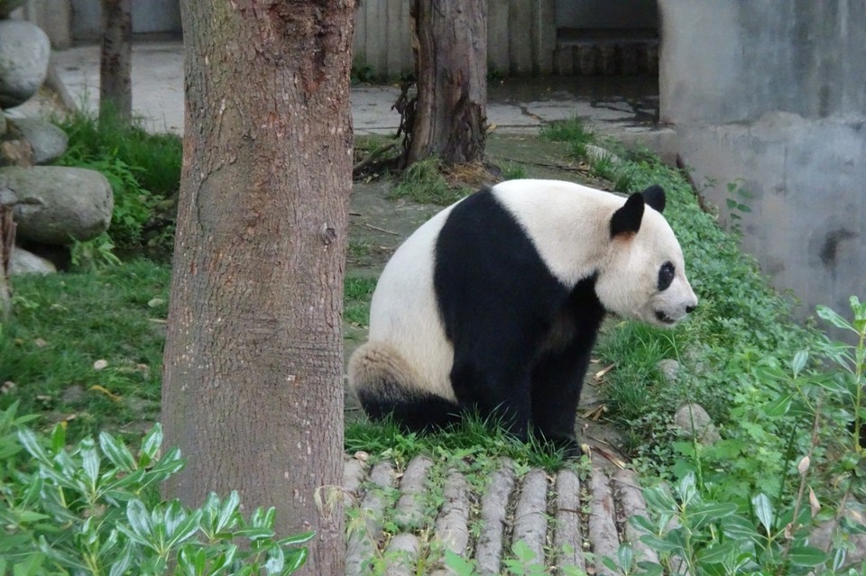 China - Chengdu - 