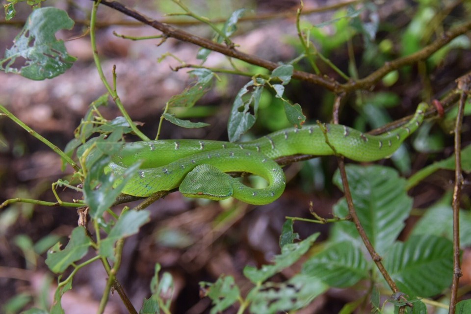 Malaysia - Kuching - Und dann hängen hier auch noch die Killer rum. Mit der Peppersnake ist nicht zu spaßen.
